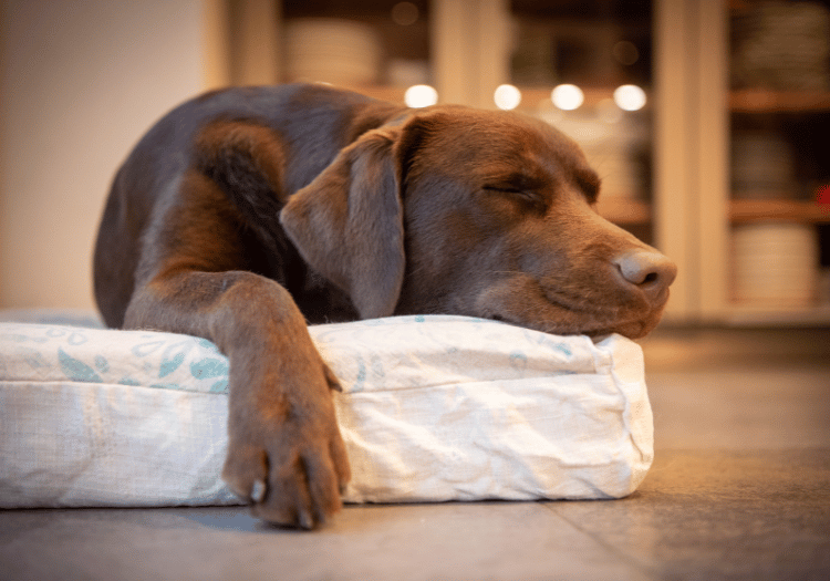 Sleeping brown dog resting on a cushion at Animal Medical Center of Pleasanton.