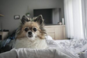 Dog resting on a bed, illustrating comfort and care for pets with arthritis at Animal Medical Center of Pleasanton.