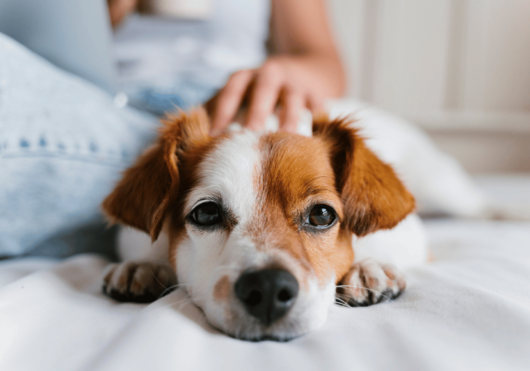 Dog lying on bed with sad expression, being gently pet, illustrating pet wellness at AMCP.
