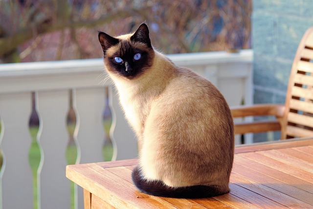 Siamese cat sitting on a wooden table, emphasizing awareness of household items toxic to cats at AMCP.