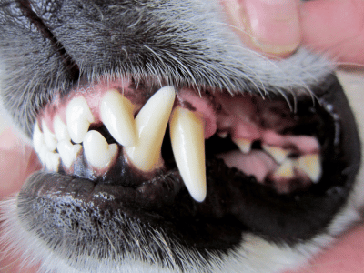 Dog dental health