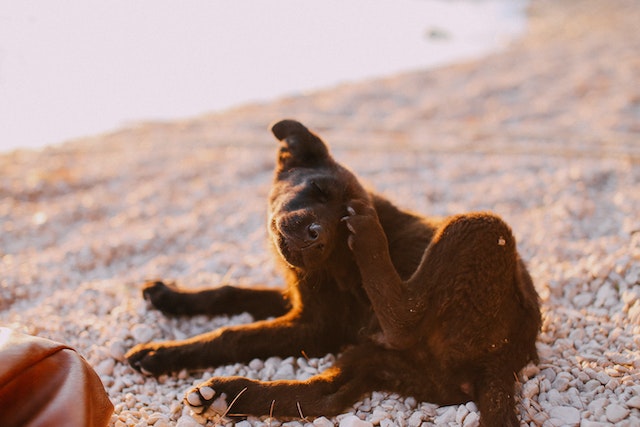 Dog scratching itself on a pebbled beach, illustrating flea and tick prevention at AMCP.