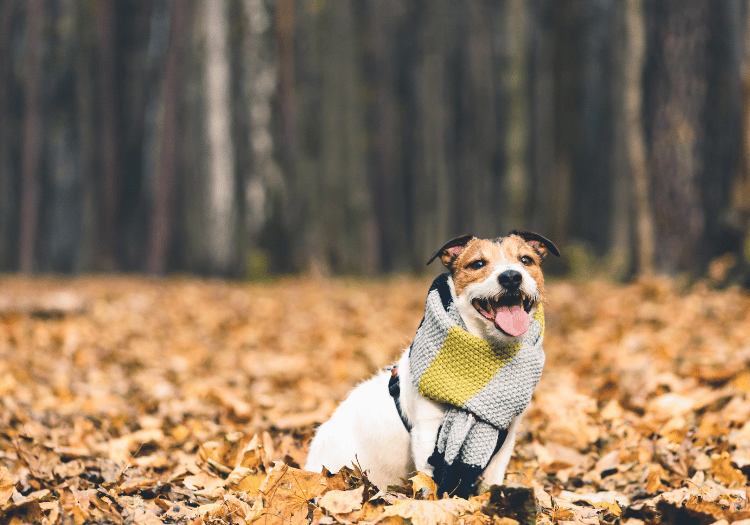 Dog wearing a cozy scarf in a forest with autumn leaves at Animal Medical Center of Pleasanton.
