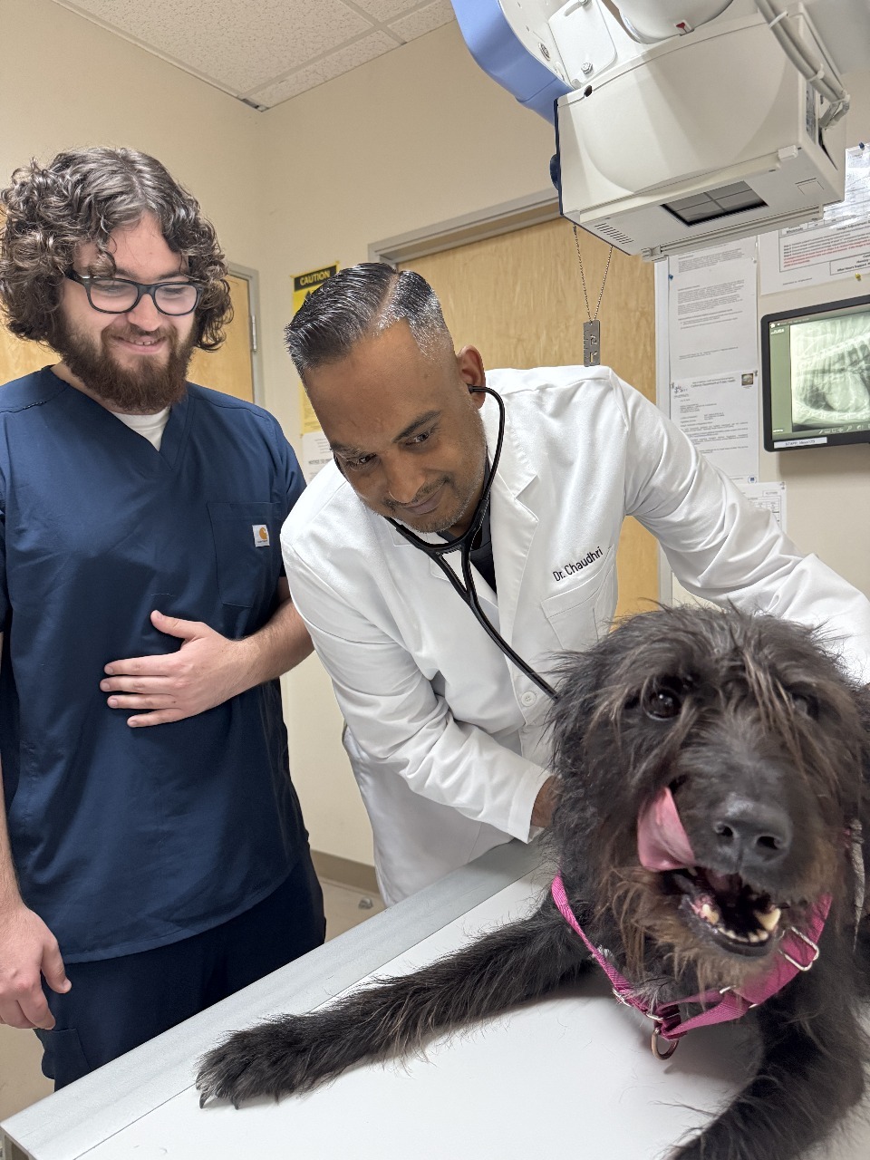 Pet dental care at Animal Medical Center of Pleasanton