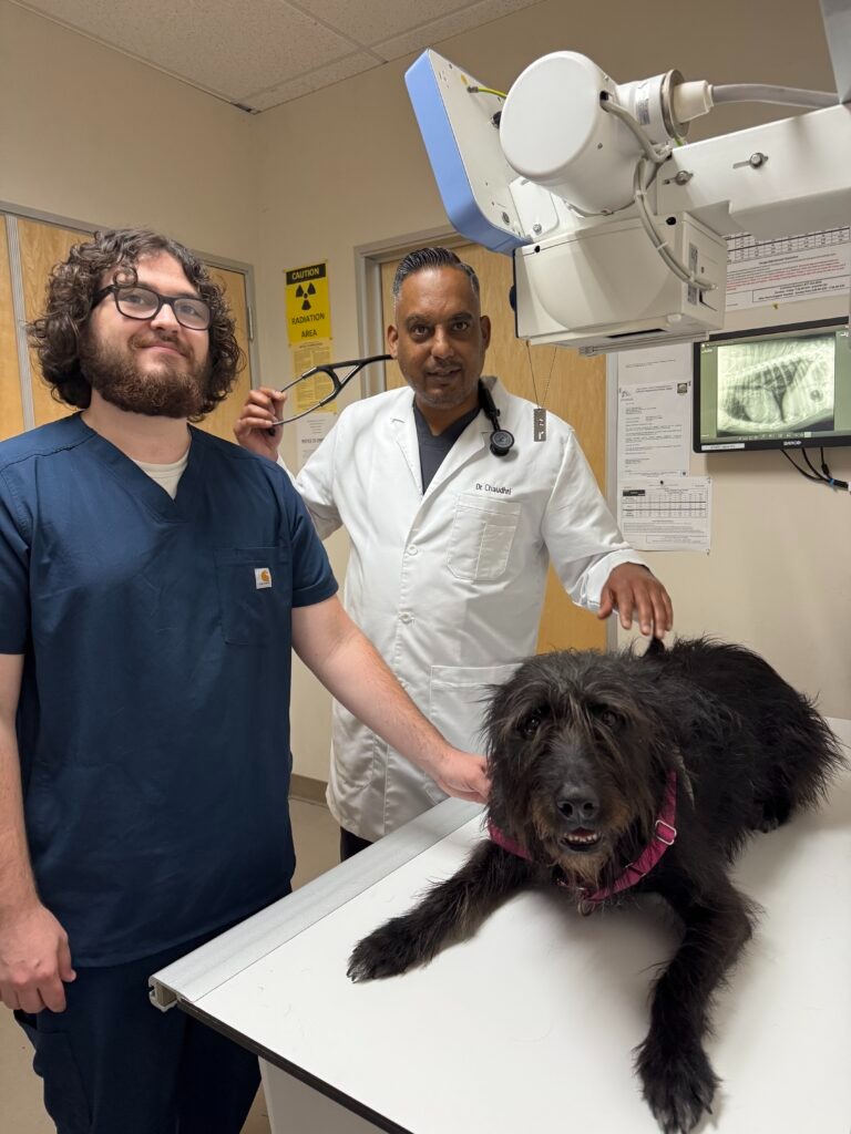 Veterinarian at Animal Medical Center of Pleasanton