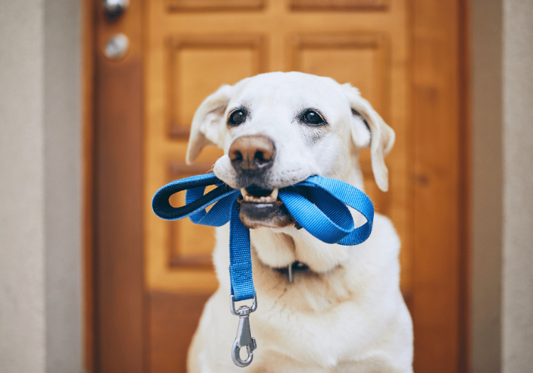 Dog holding blue leashes in mouth at Animal Medical Center of Pleasanton, ready for a walk.