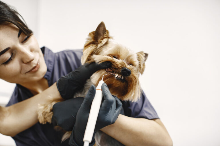 Veterinary professional performing dental care on a small dog at Animal Medical Center of Pleasanton.