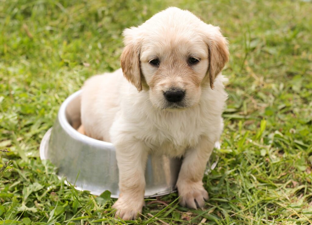 Puppy sitting in a metal food bowl on grass, representing puppy care at Animal Medical Center of Pleasanton.