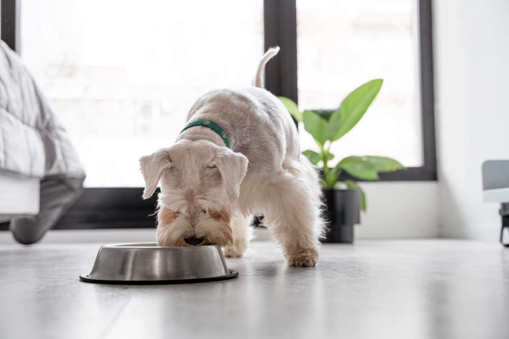 Dog eating from a stainless steel bowl at Animal Medical Center of Pleasanton, emphasizing pumpkin nutrition benefits.