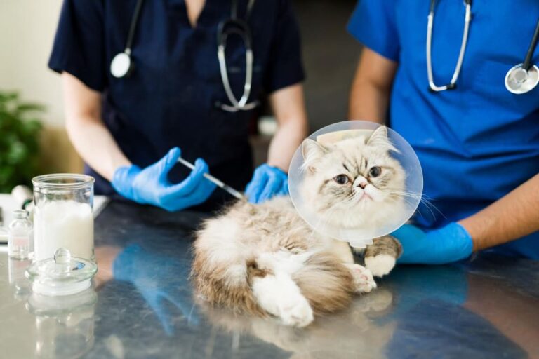 Veterinary professionals administering a vaccination to a cat at Animal Medical Center of Pleasanton.
