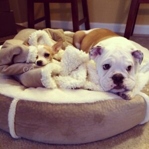 Two dogs resting together on a cozy pet bed, illustrating companionship relevant to hypothyroidism management.