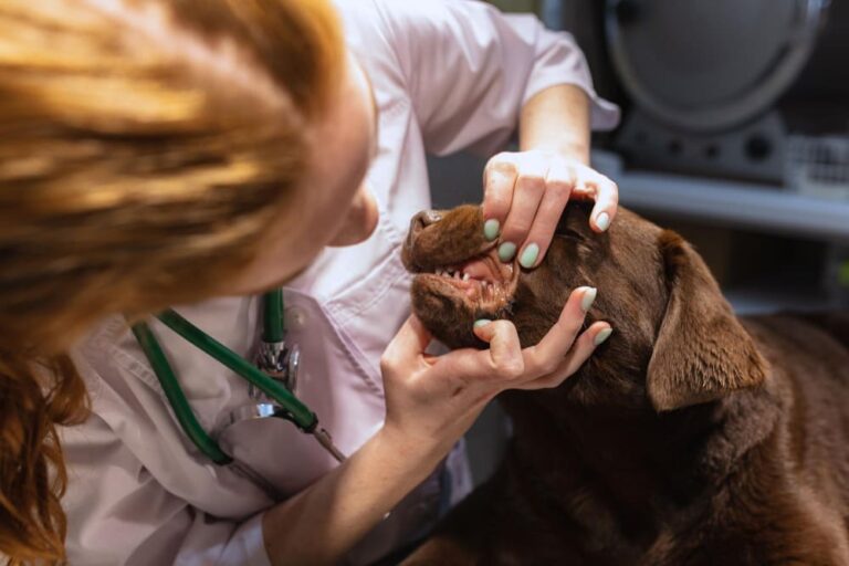 Veterinarian examining a dog's teeth at Animal Medical Center of Pleasanton.