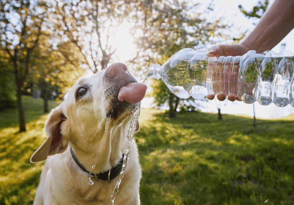 Dog drinking water, illustrating hydration needs and health awareness for pet owners at AMCP.